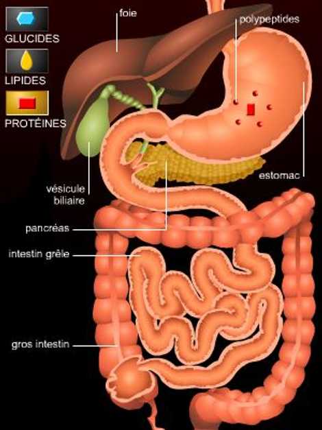 Aliments Digestes Digestion, des aliments aux nutriments | Éditions Larousse
