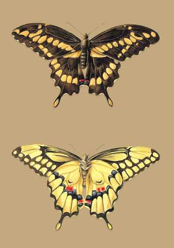 Carnet ligné, Papillons Cresphontes