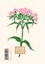 Carnet Fleurs A5 - Zoé de Las Cases