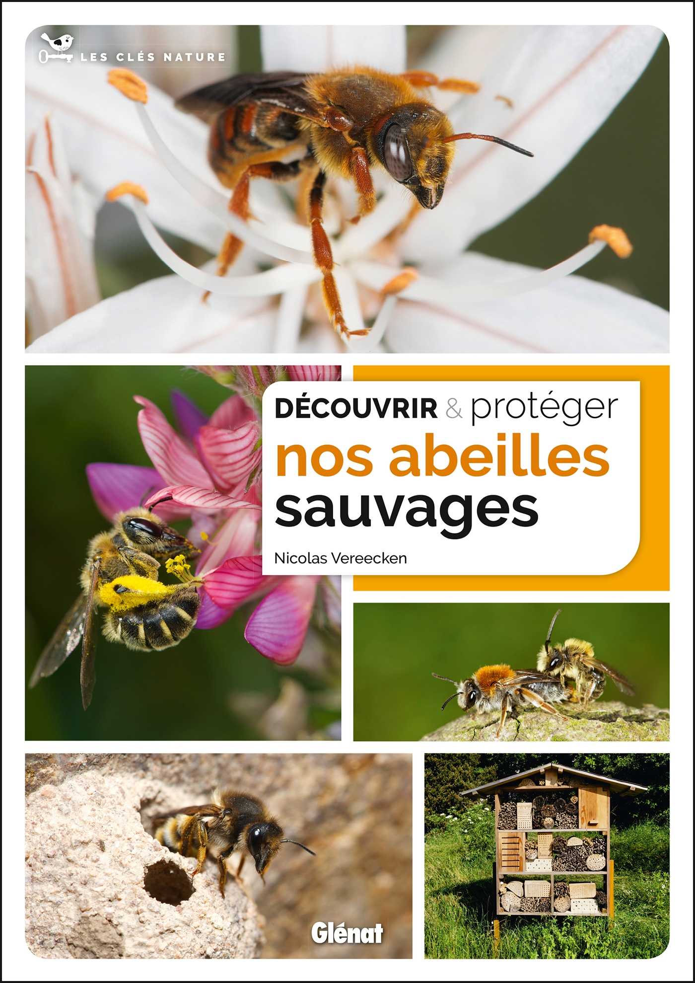 Quand des abeilles habitent dans des coquilles d'escargots | ICI Quand des abeilles habitent dans des coquilles d'escargots | ICI